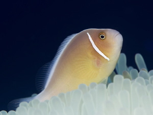 Anemonefish II


Philippinen Dauin
Anemonefish - Amph... by Jörg Menge 